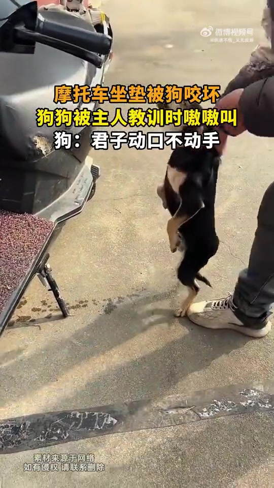 摩托车坐垫被狗咬坏，狗狗被主人教训时嗷嗷叫