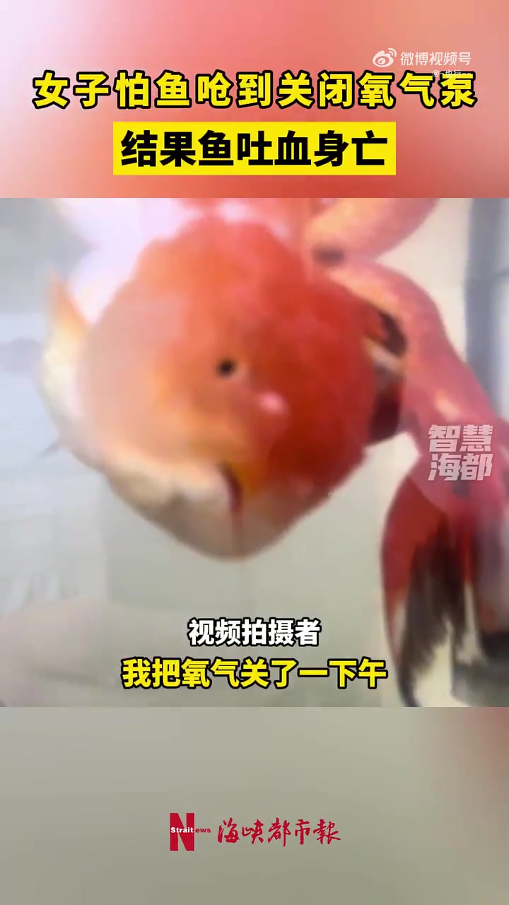 女子怕鱼呛到关闭氧气泵，结果鱼吐血身亡！