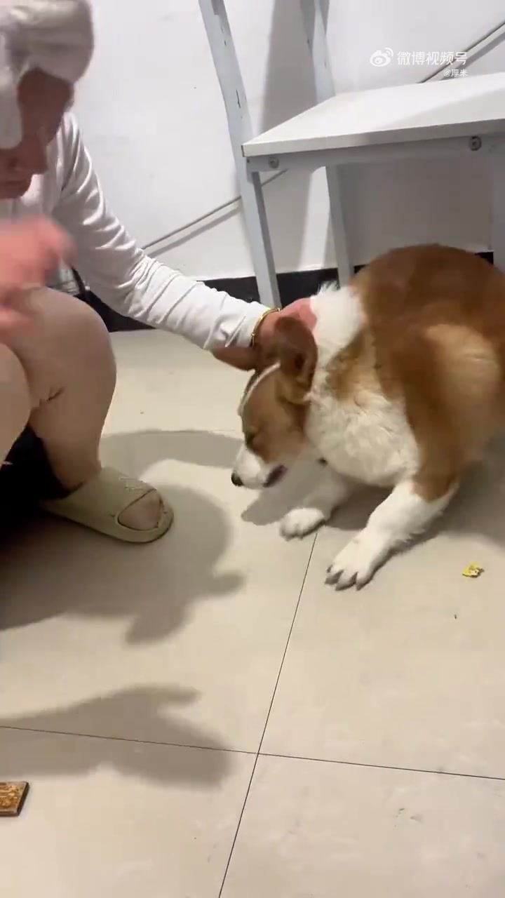 狗子想咬人被教训