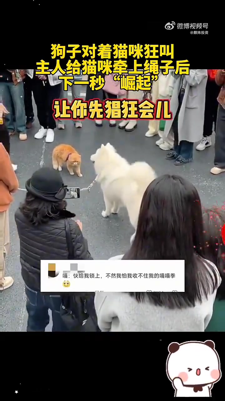 猫咪：让你先猖狂一会，等我上了绳子！