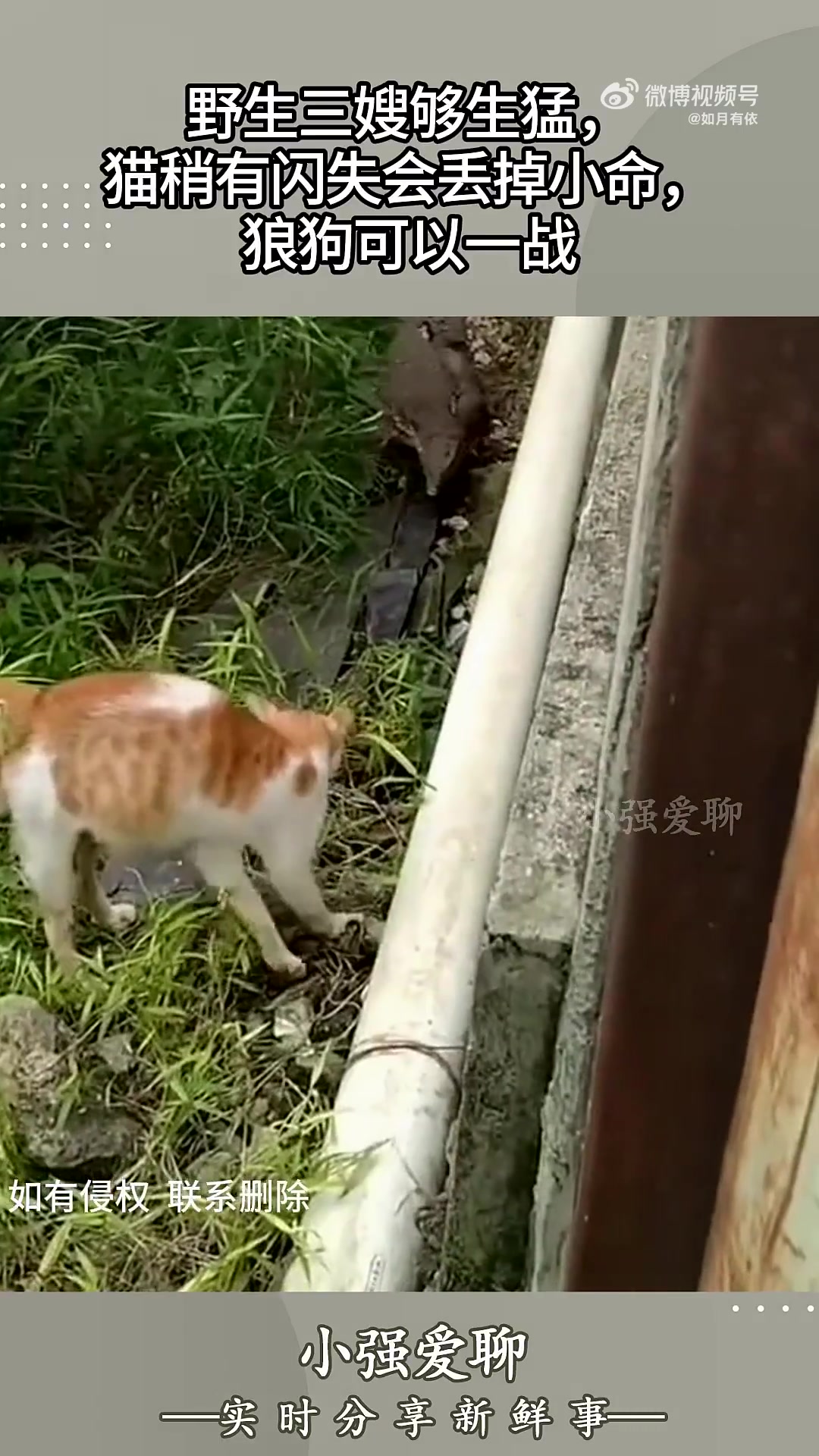 野生三嫂够生猛，猫稍有闪失会丢掉小命，狼狗可以一战