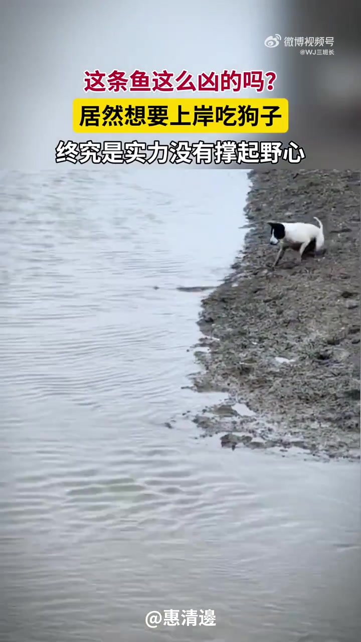 没有认清自己的实力