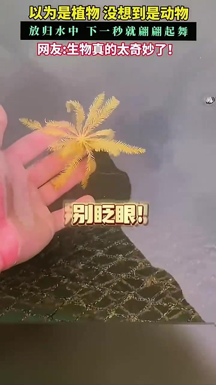 以为是植物，没想到是动物！放归水中，下一秒就翩翩起舞