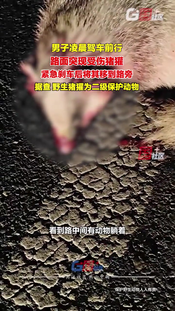 男子凌晨在路上意外发现了一只受伤的猪獾，很心疼
