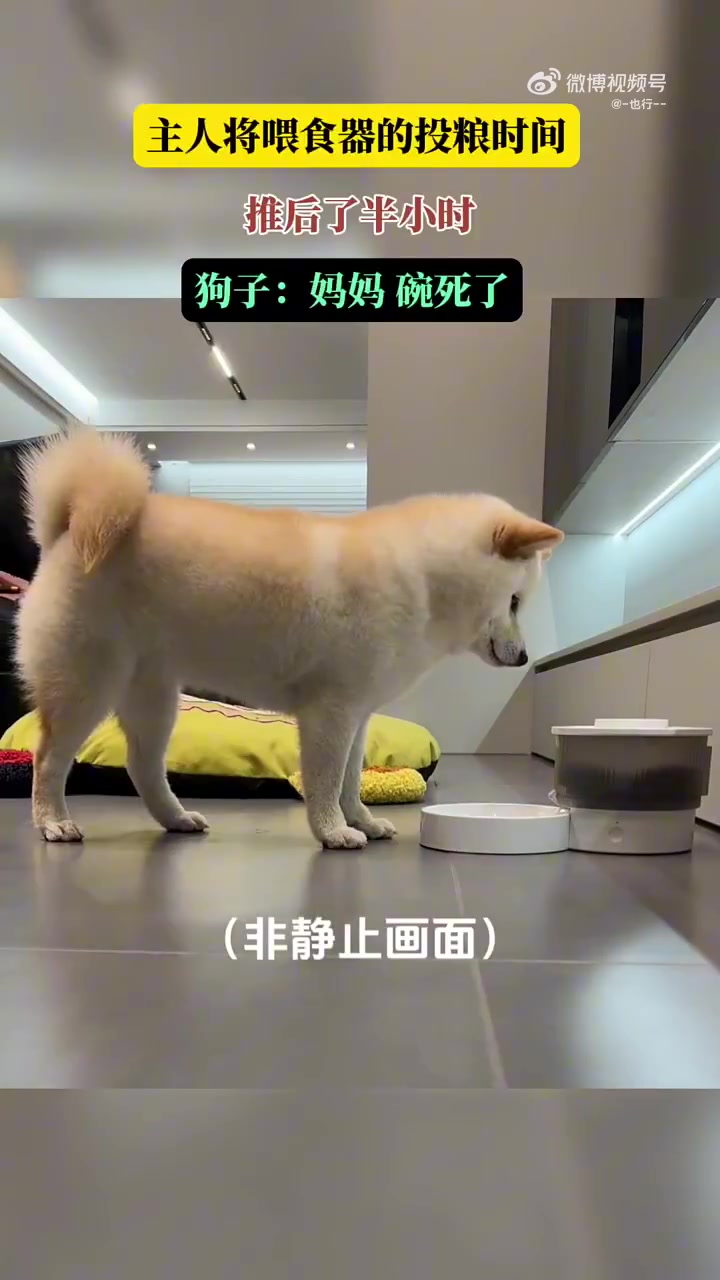 主人将喂食器的投粮时间推后了半小时，狗子：“妈妈，碗死了”！