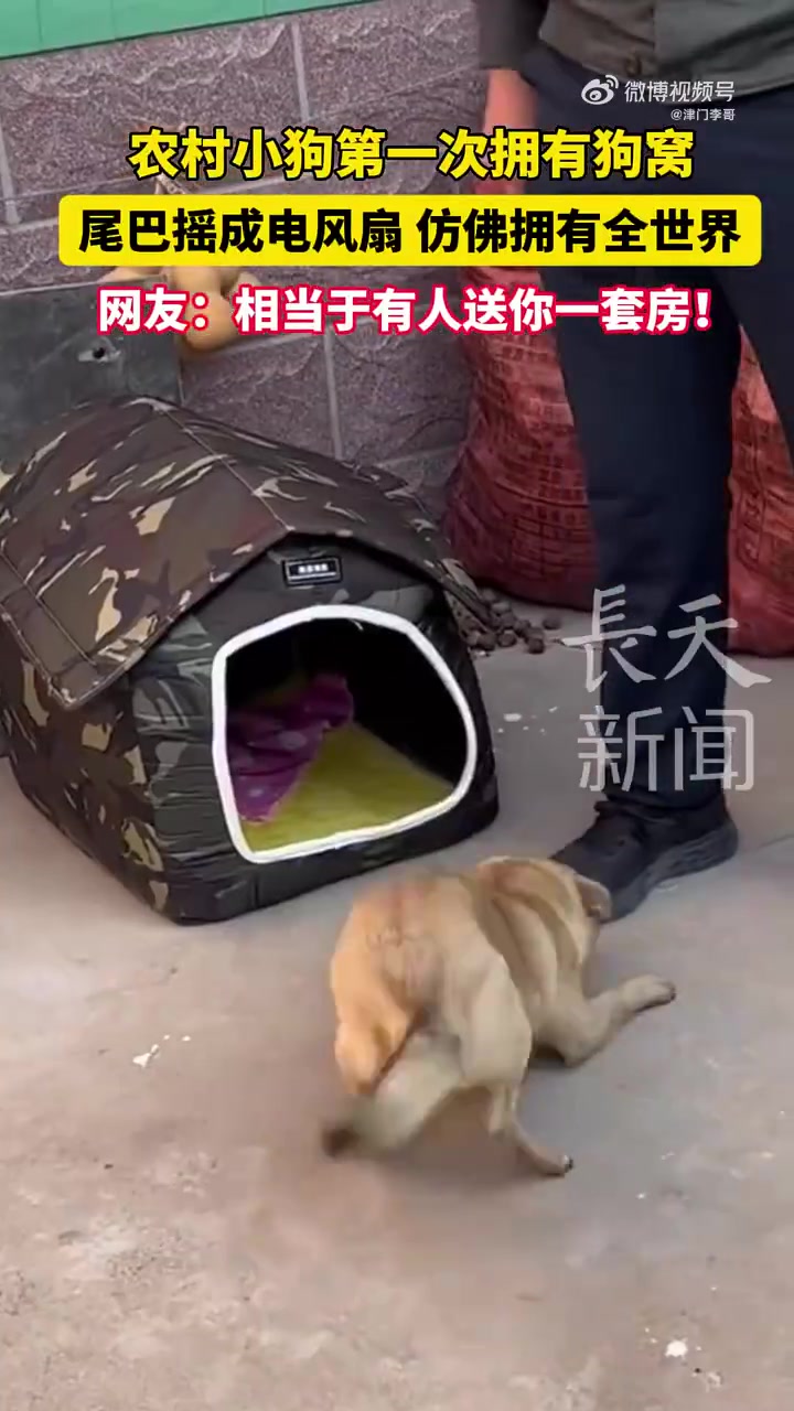 农村小狗第一次拥有狗窝，尾巴摇成电风扇，仿佛拥有全世界！