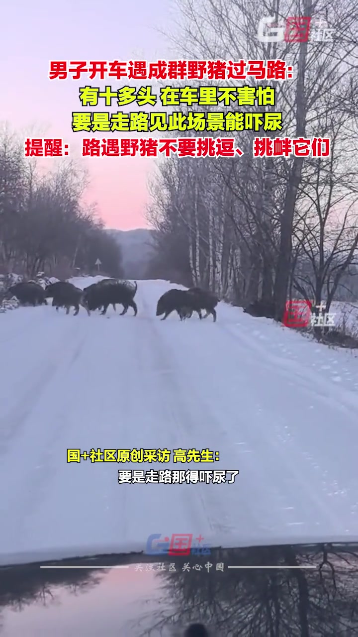 男子开车遇成群野猪过马路：头回见