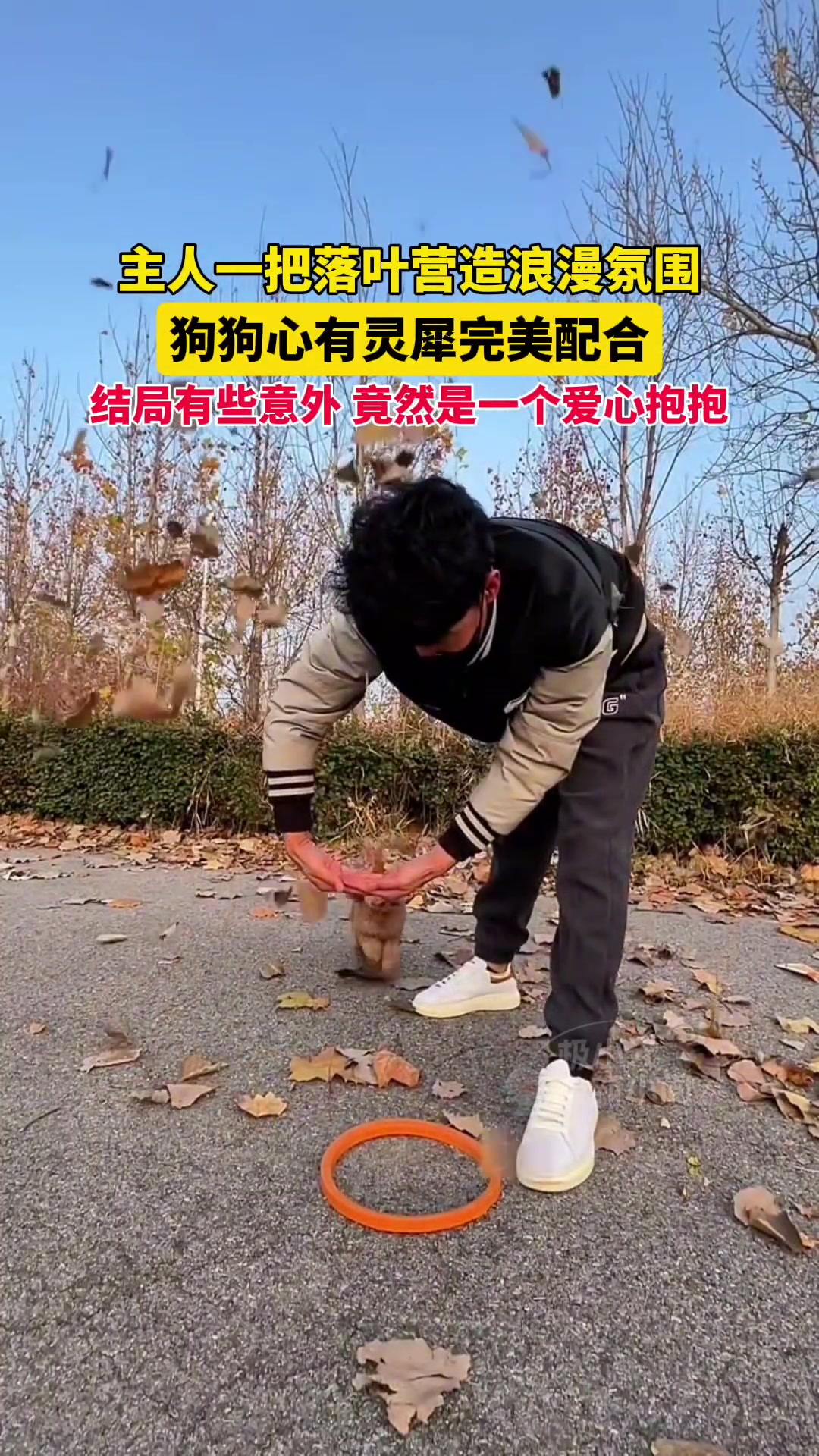 主人一把落叶营造浪漫氛围，狗狗心有灵犀完美配合