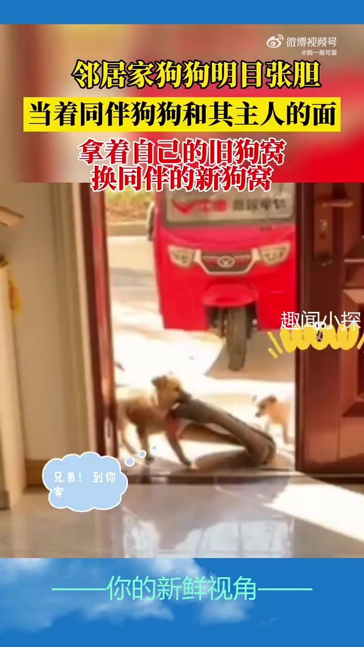 当着同伴狗狗和其主人的面，拿着自己的旧狗窝换同伴的新狗窝