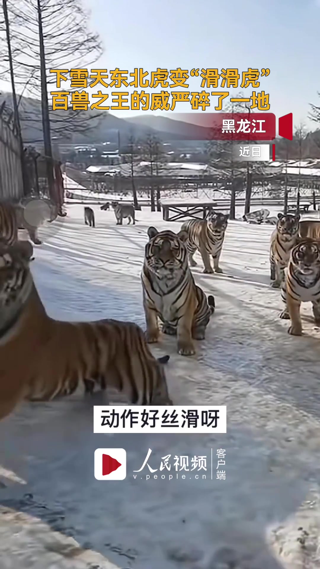 可爱下雪天东北虎秒变滑滑虎