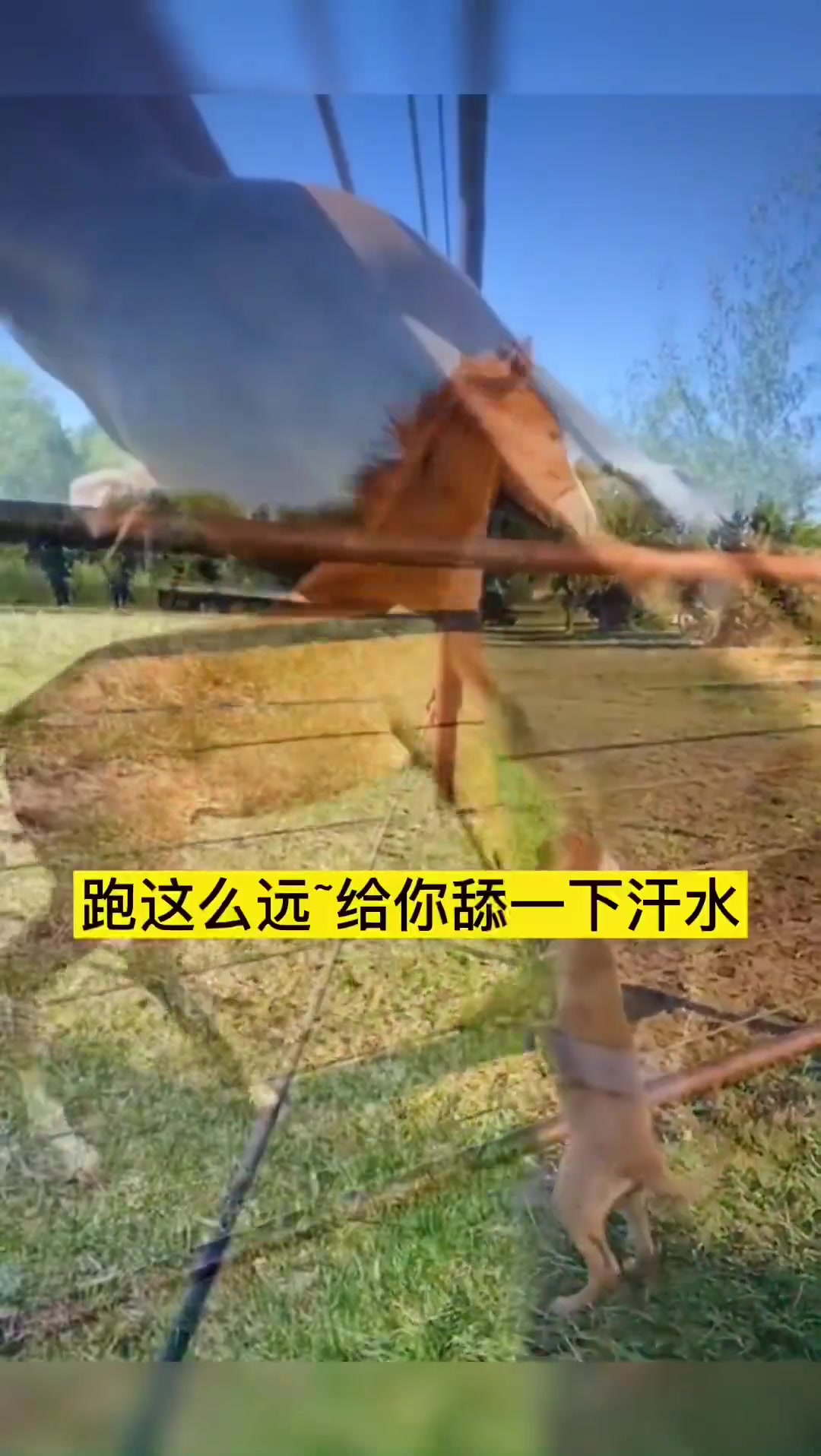 已经很久没有见面了动物之间的情感真是让人感动