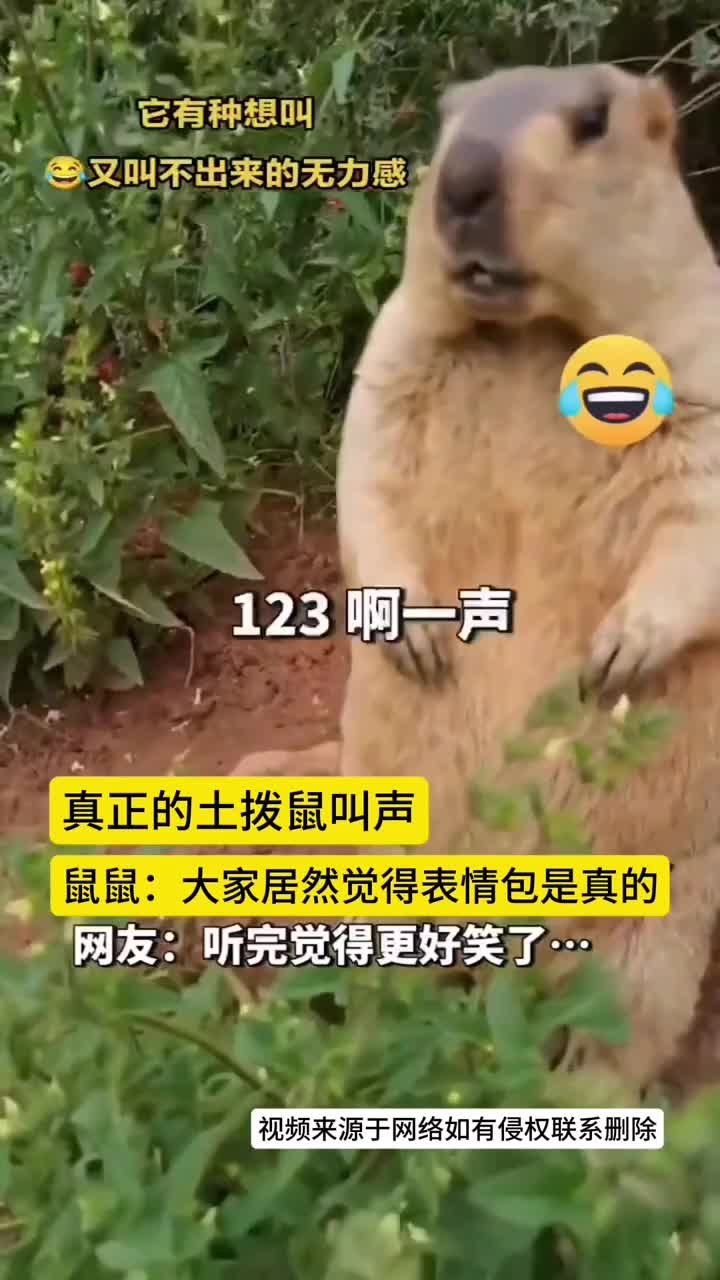 土拨鼠：他叫的好搞笑哈哈哈！