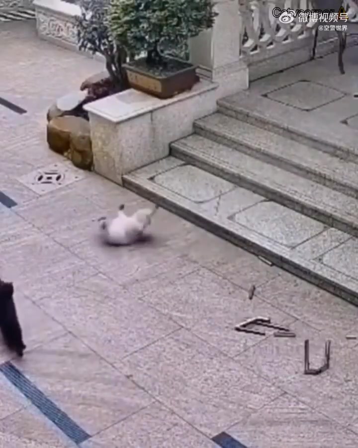 黑猫：这是什么怪物，我还是离他远点