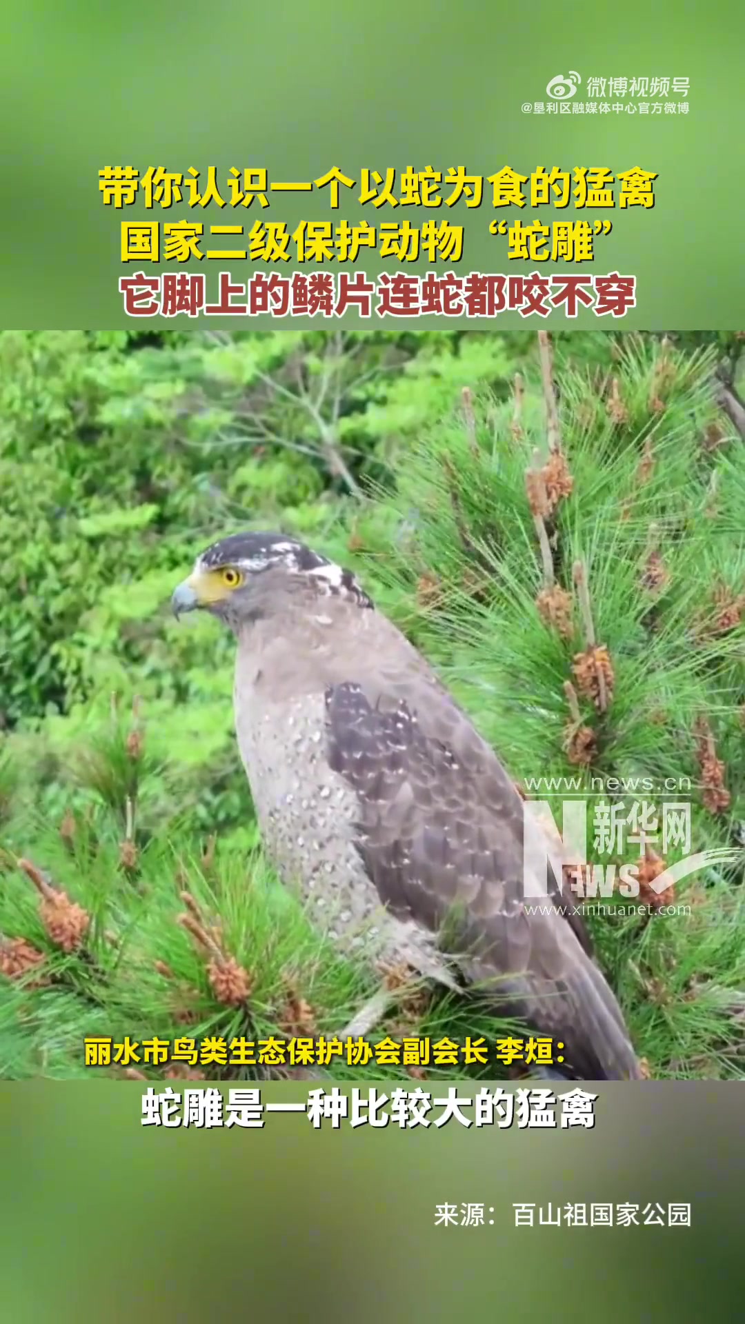 国家二级保护动物“蛇雕”，它脚上的鳞片连蛇都咬不穿