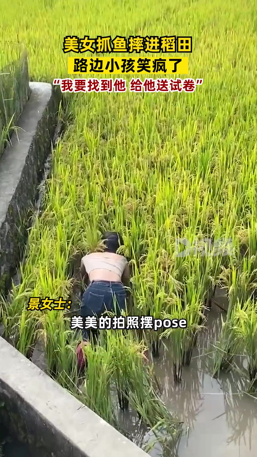 美女抓鱼不小心摔进稻田，路边的小朋友笑疯了