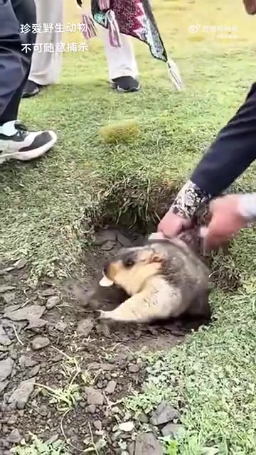 土拔鼠：你这个老六