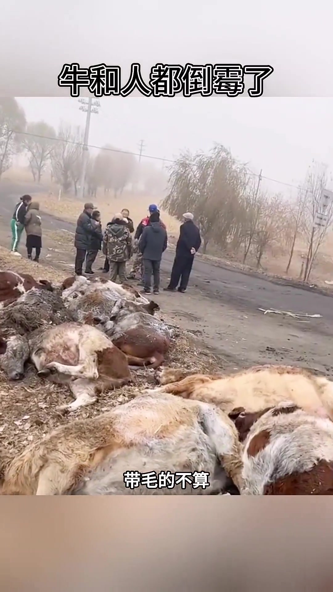 牛和人都倒霉了