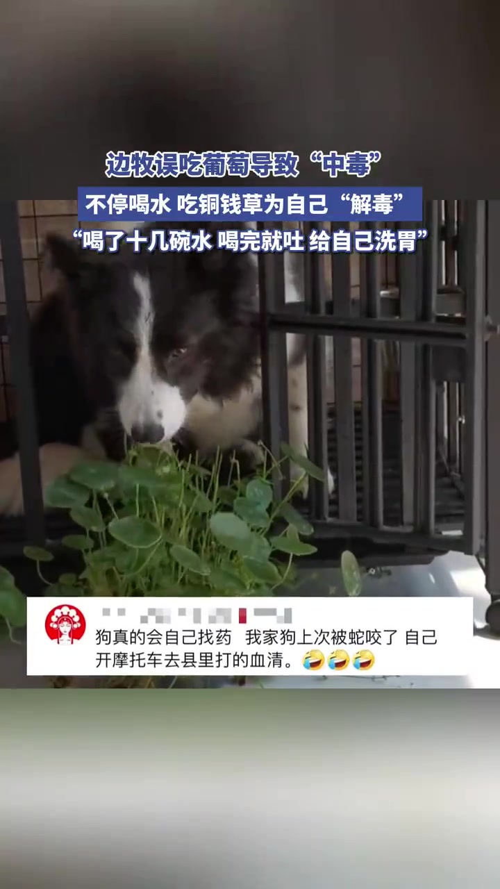 边牧误吃葡萄导致“中毒”，不停喝水，吃铜钱草为自己“解毒”