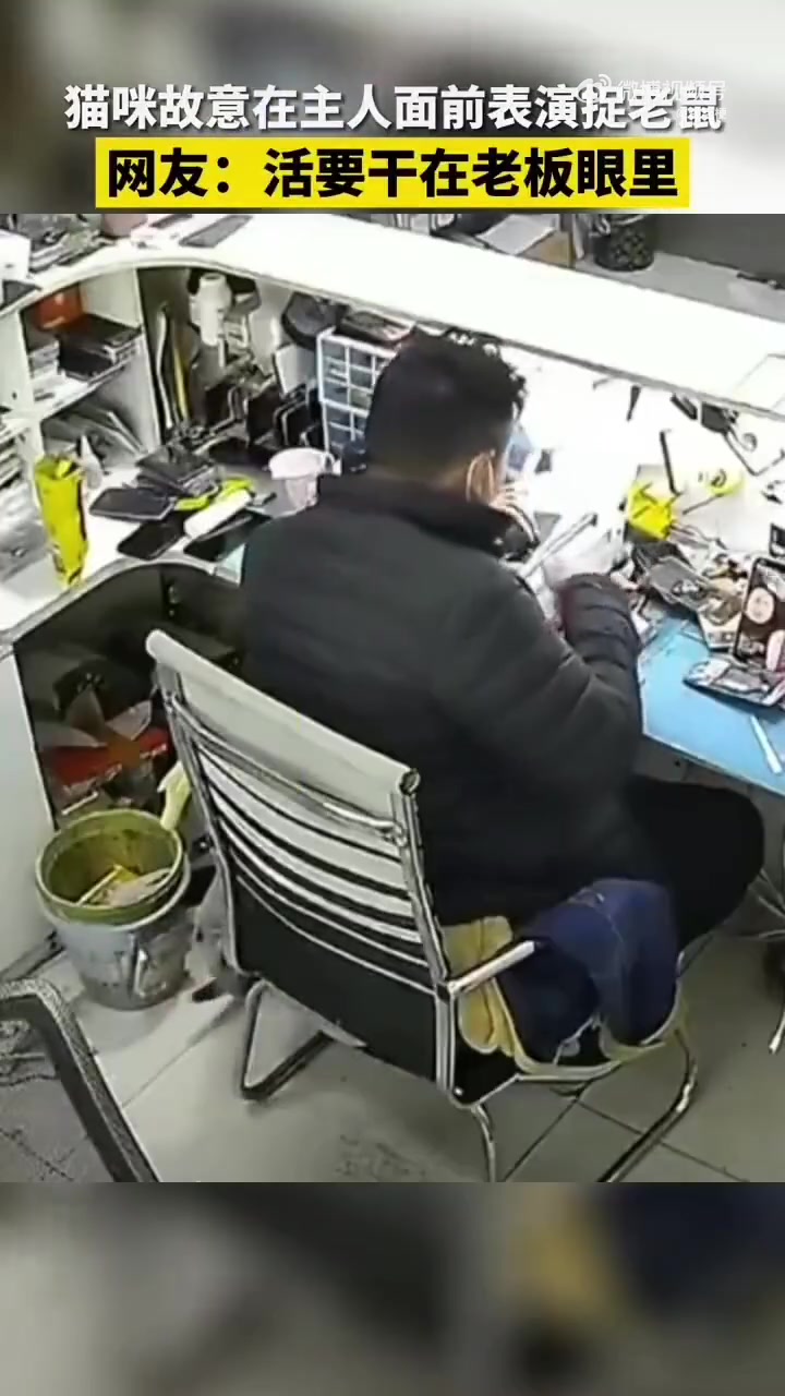 猫：学着点，干活得让领导看见！