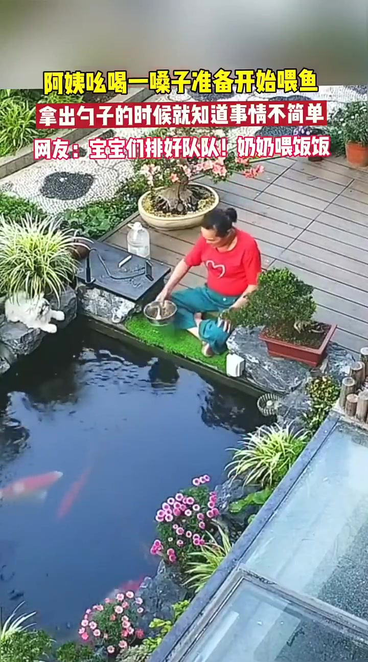 阿姨一声吆喝，准备喂鱼勺子一亮，便知事情不寻常