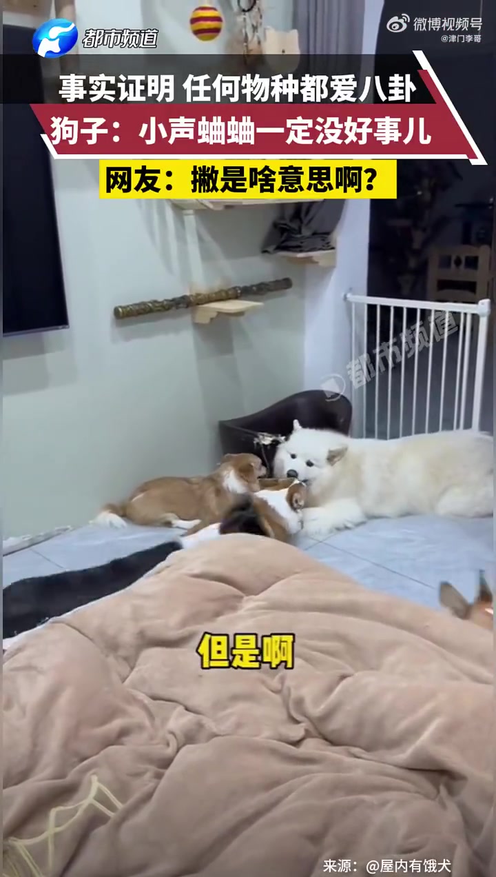 事实证明任何物种都爱八卦