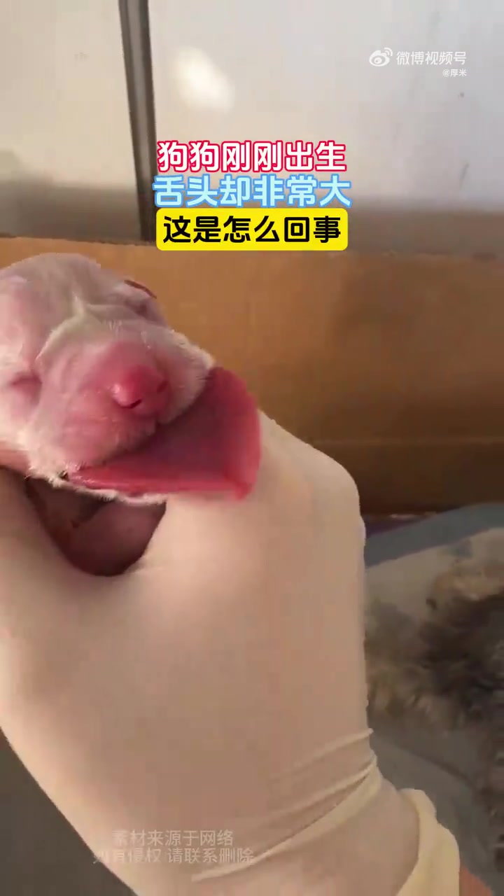 狗狗刚刚出生，舌头却非常大，这是怎么回事