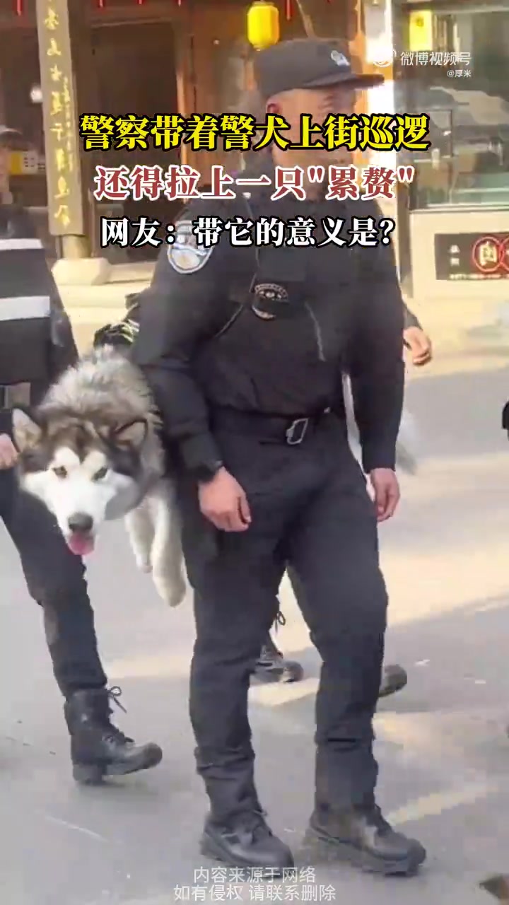 毛色正确！警察带警犬上街巡逻，结果还得拉上一只累赘