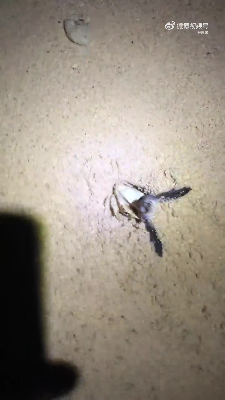 螃蟹直接吃海龟