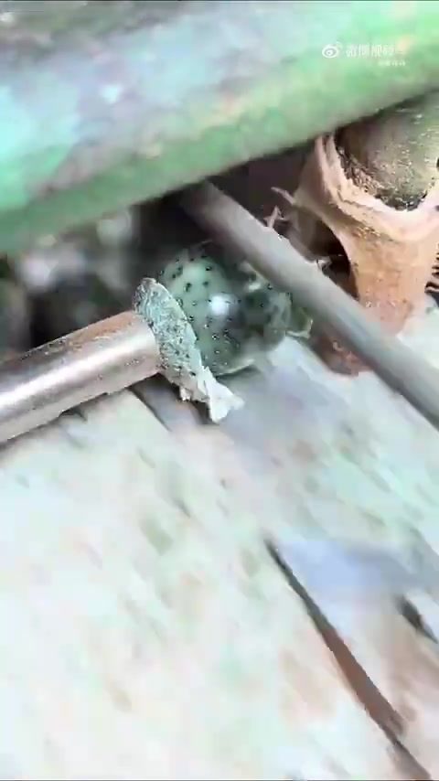 车珠子，又称滚珠轴承，是一种常见的机械传动元件