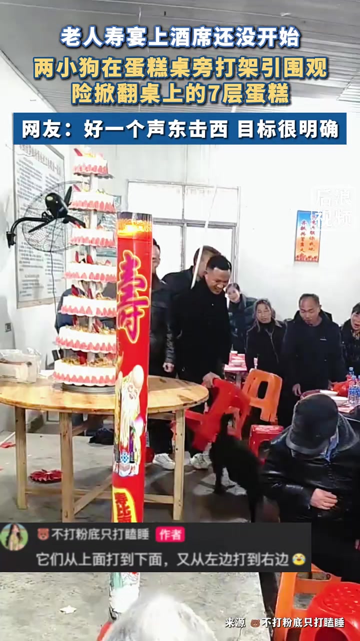 老人寿宴两小狗蛋糕桌旁来回打架“，网友：好一个声东击西