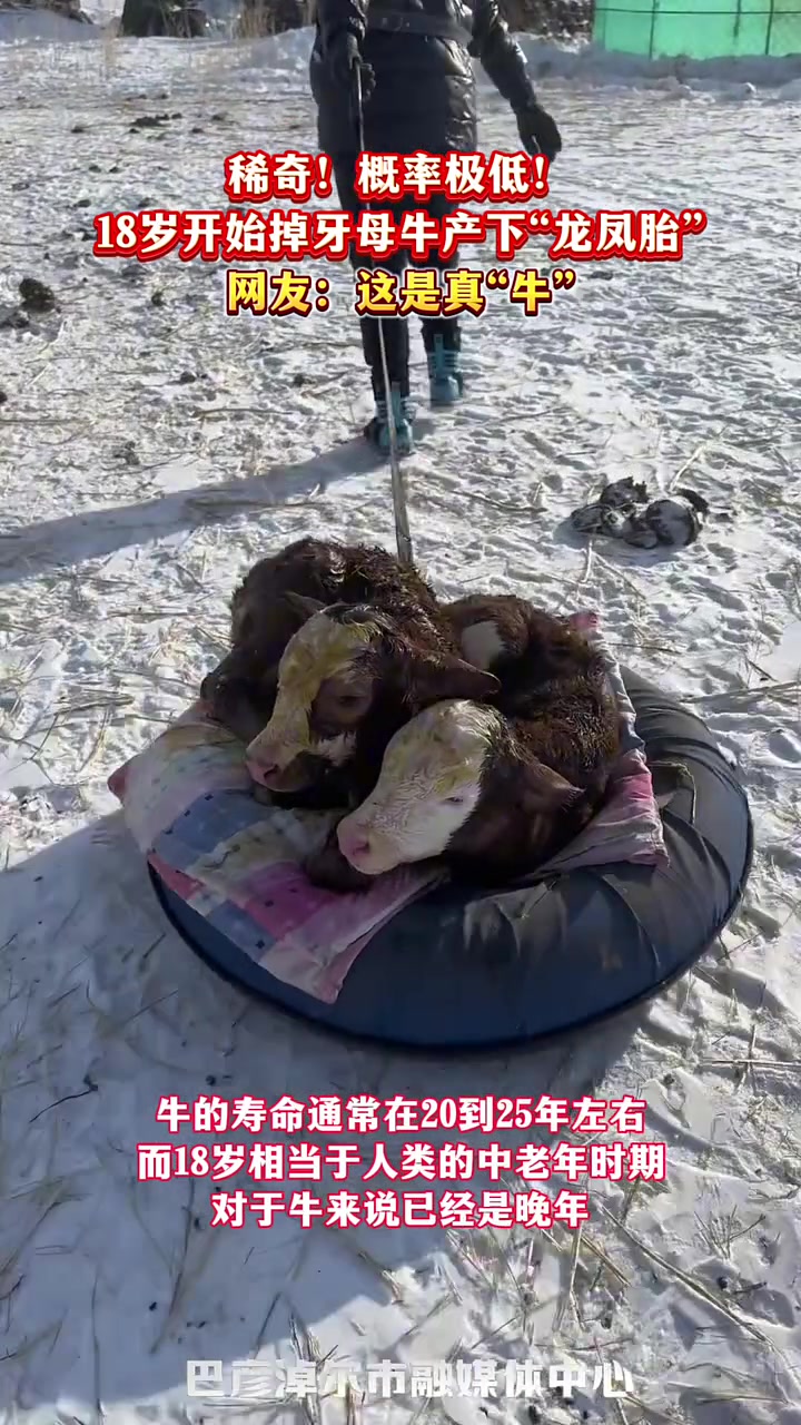 稀奇！概率极低！18岁开始掉牙母牛产下“龙凤胎”