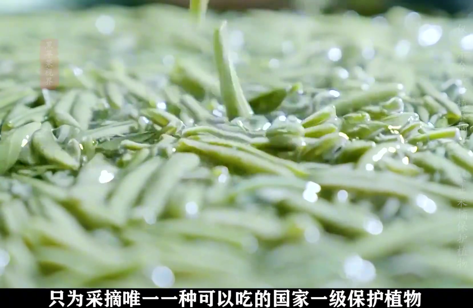 作为唯一可以吃的国家一级保护植物，你千万不能随意采摘