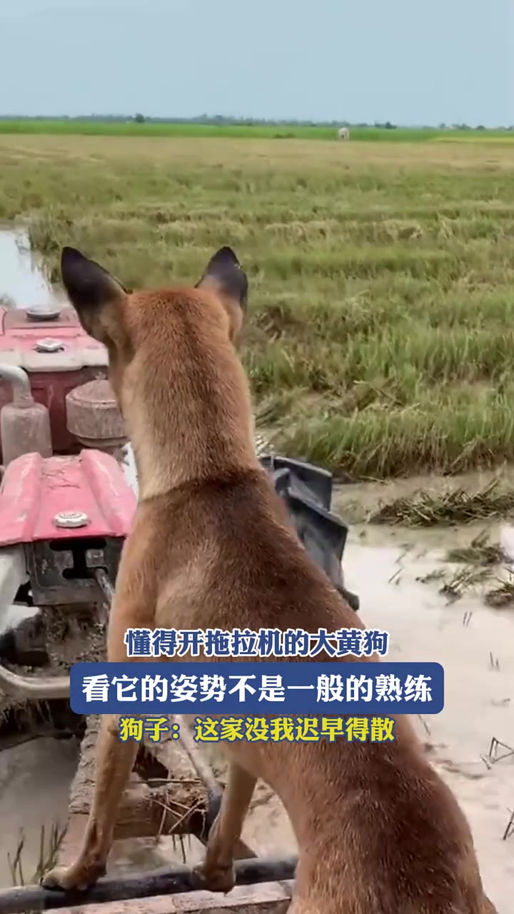 懂得开拖拉机的大黄狗，看它的姿势不是一般的熟练