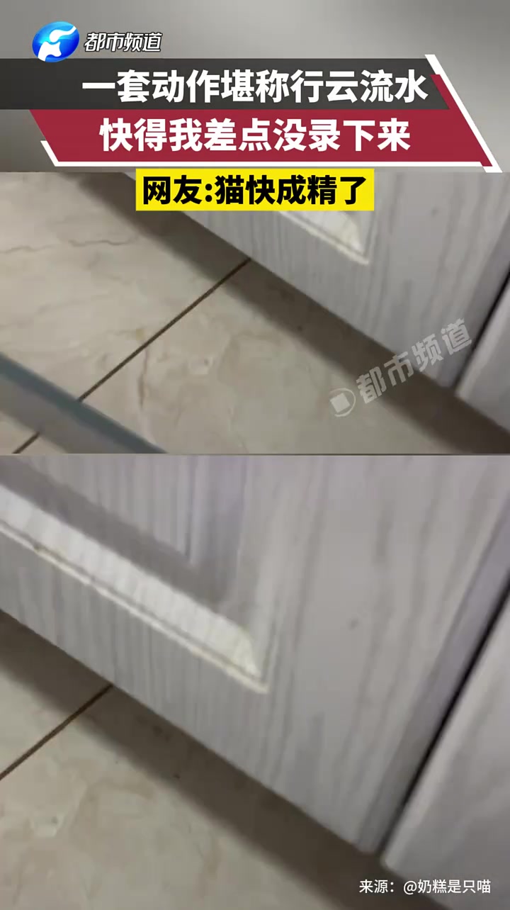 一套动作堪称行云流水，快得我差点没录下来网友猫快成精了