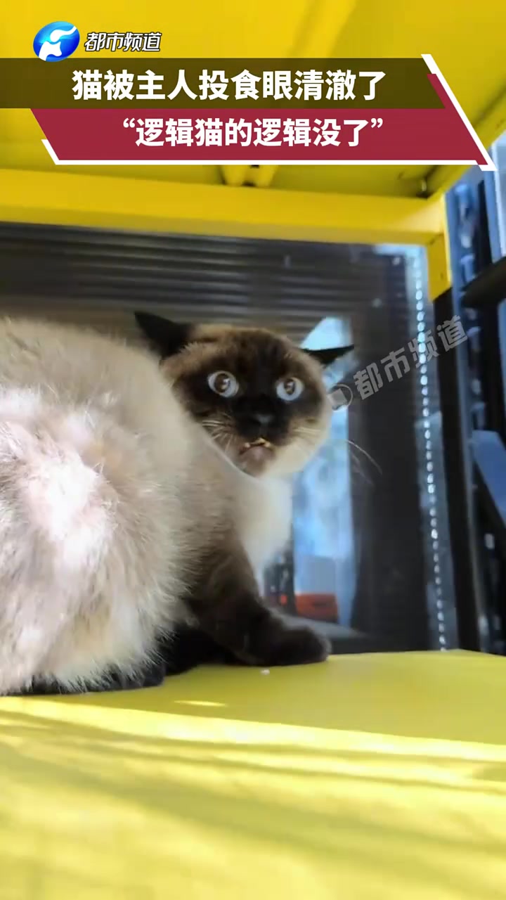 猫被主人投食眼清澈了，“逻辑猫的逻辑没了”