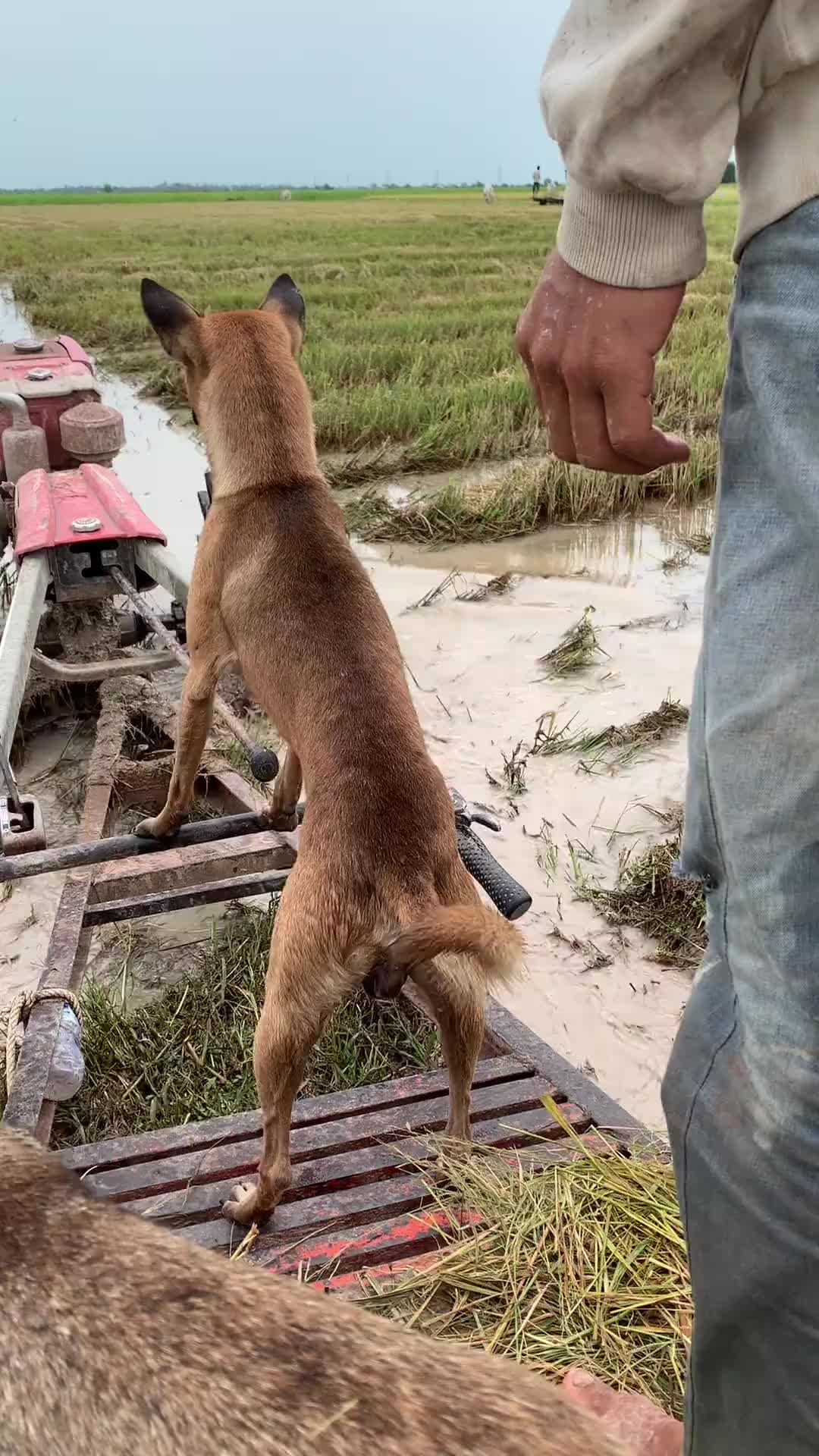 狗子：这家没我得散！
