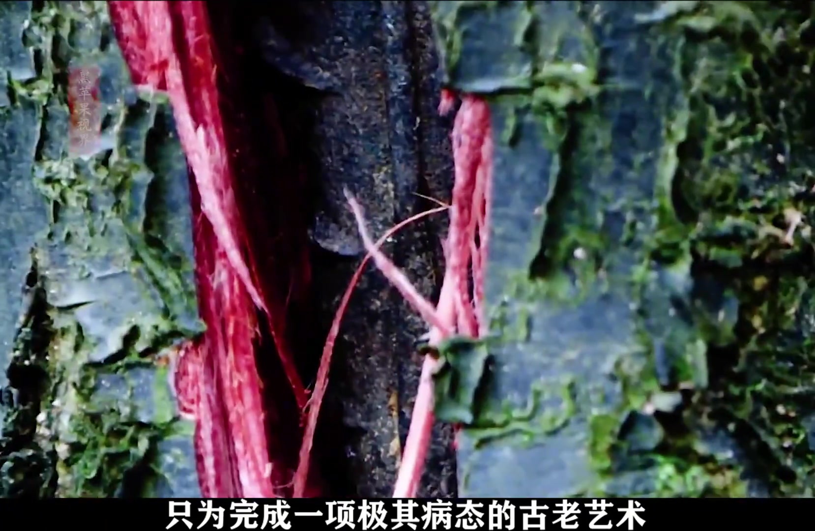 老人将活生生的梅树一劈为二，只为完成一项极其病态的古老艺术