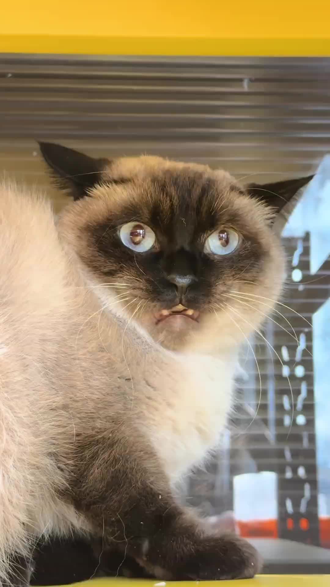 猫：好内疚！刚想抓他的！