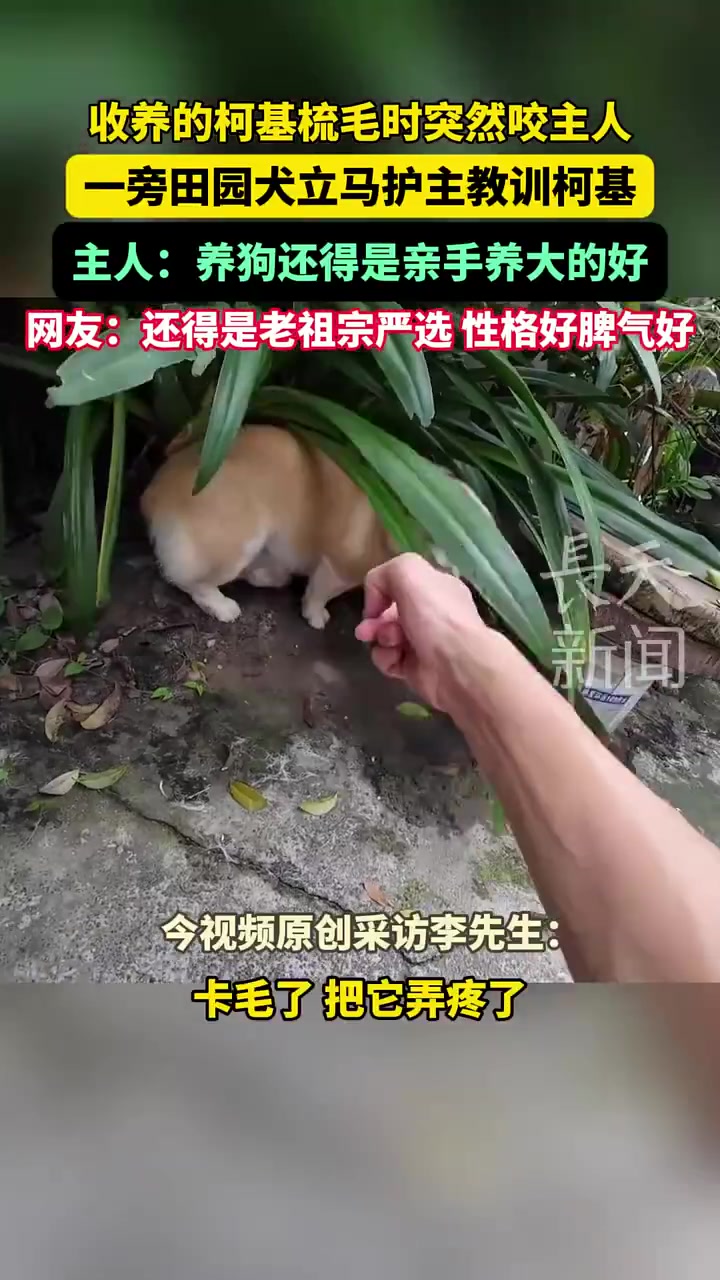收养的柯基梳毛时突然咬主人，一旁田园犬立马护主教训柯基
