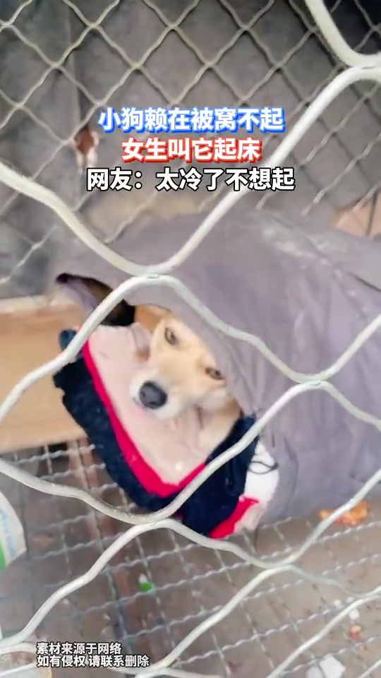 小狗赖在被窝不起，女生叫它起床，网友：太冷了不想起