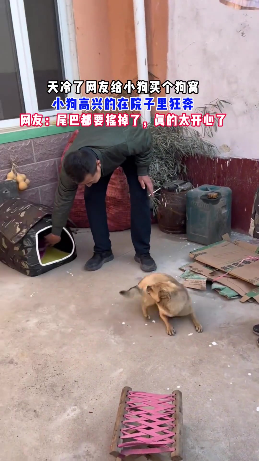 网友给小狗买窝，天冷了，小狗高兴得在院儿里狂奔