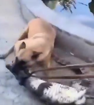这绝对属于狗子中的战斗机了吧
