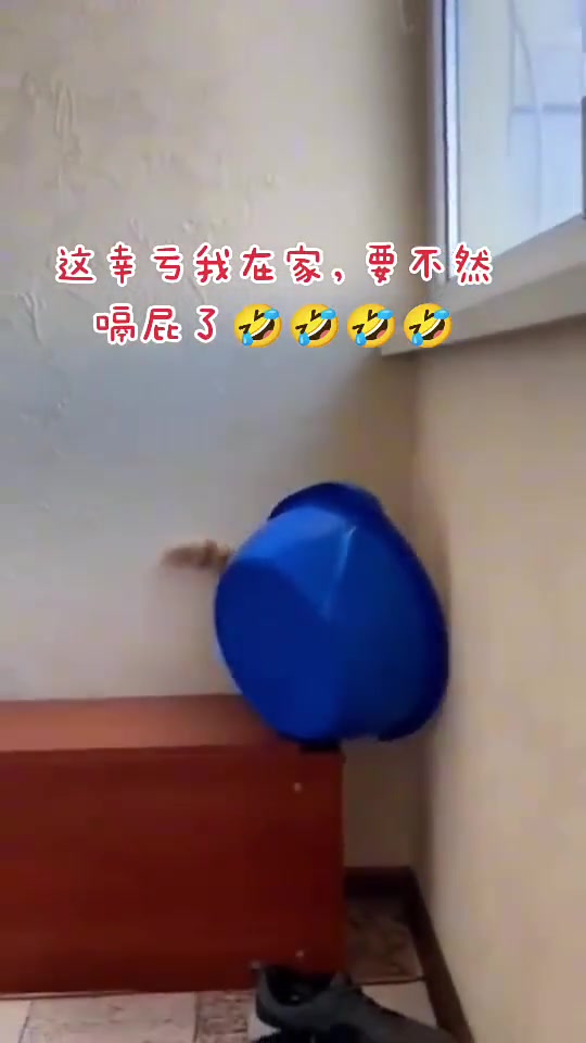 好聪明的猫，扣墙上的瞬间它还把尾巴缩了回去