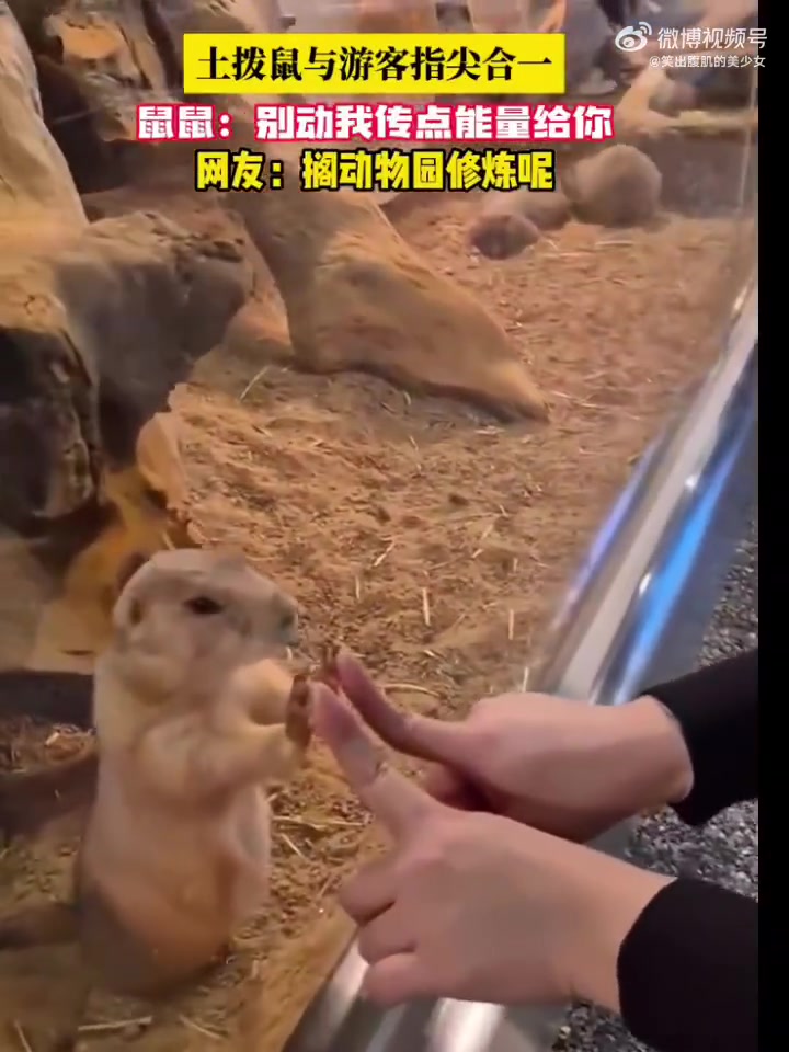 在动物园传授武功，游客与土拨鼠隔玻璃指尖合