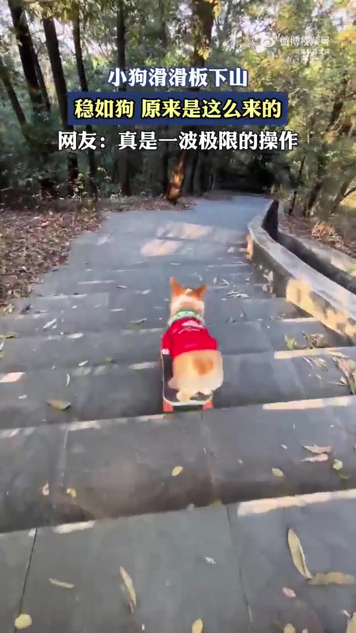 小狗滑滑板下山稳如狗，网友：一波极限操作