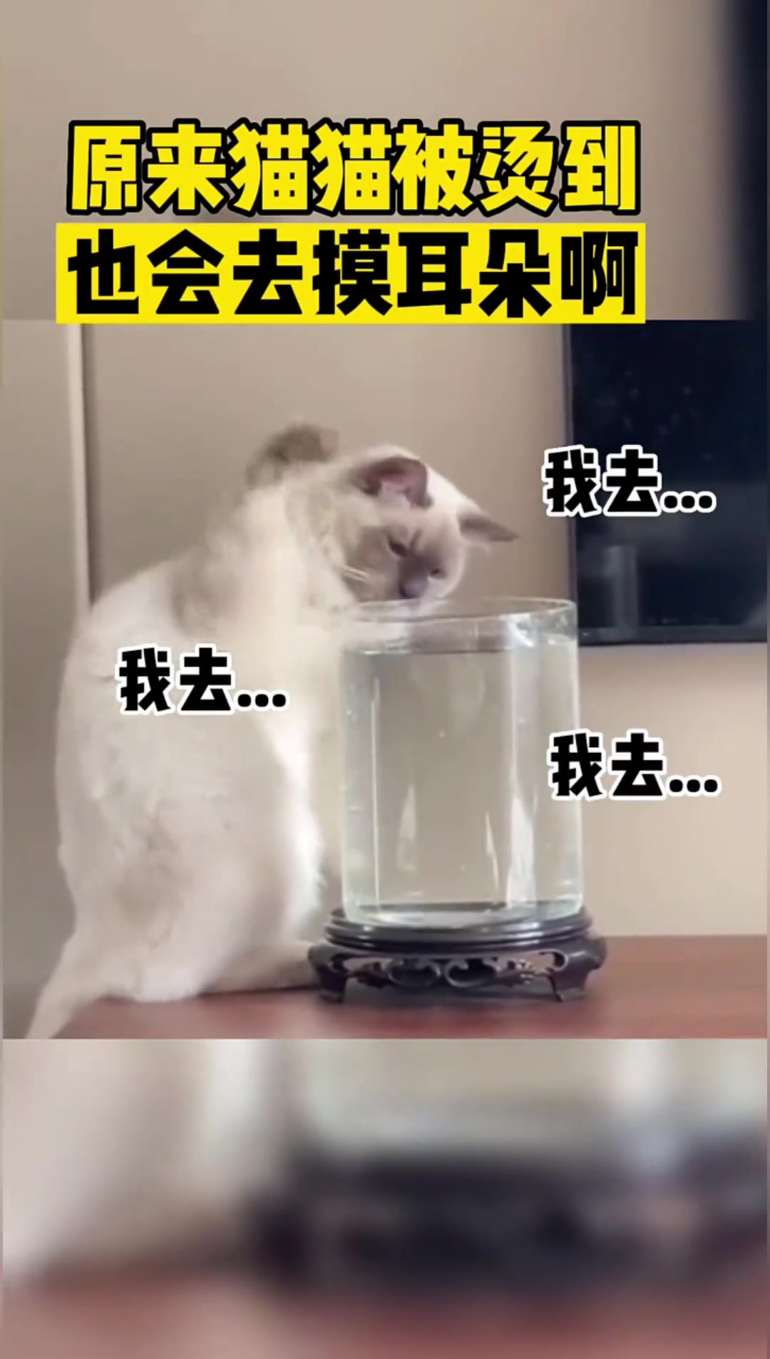 原来猫猫被烫到也会去摸耳朵啊
