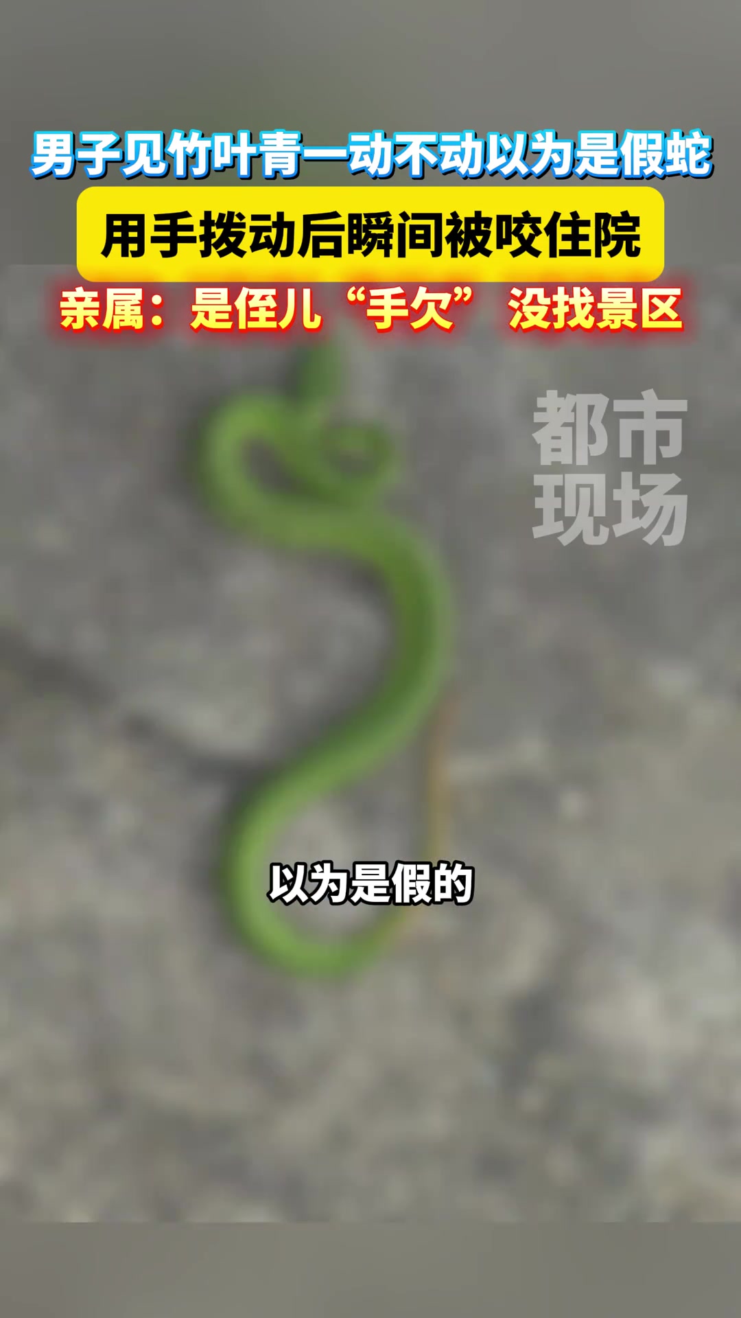 男子见竹叶青一动不动以为是假蛇用手拨动后瞬间被咬住院