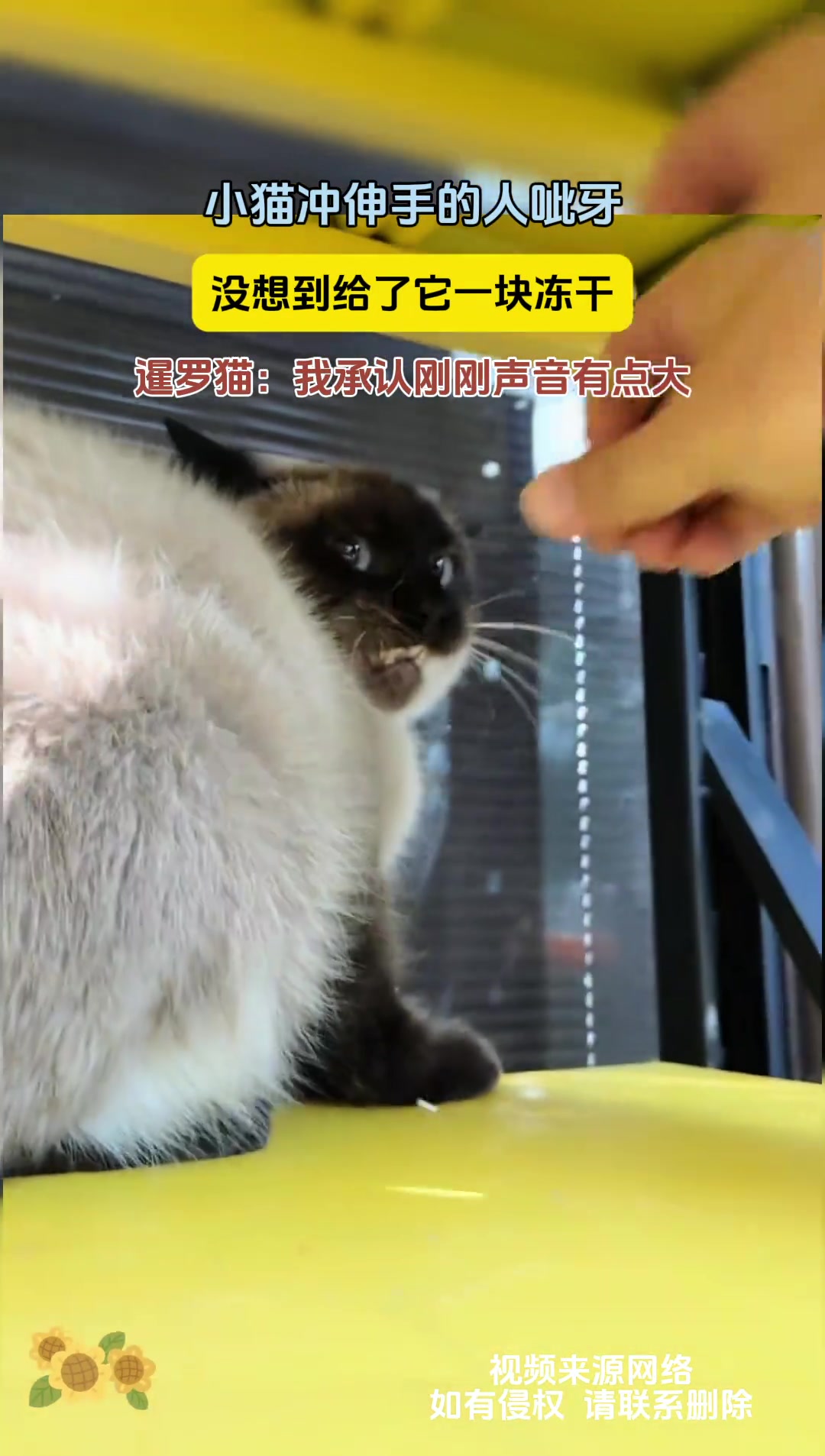 暹罗猫：我承认刚刚声音有点大