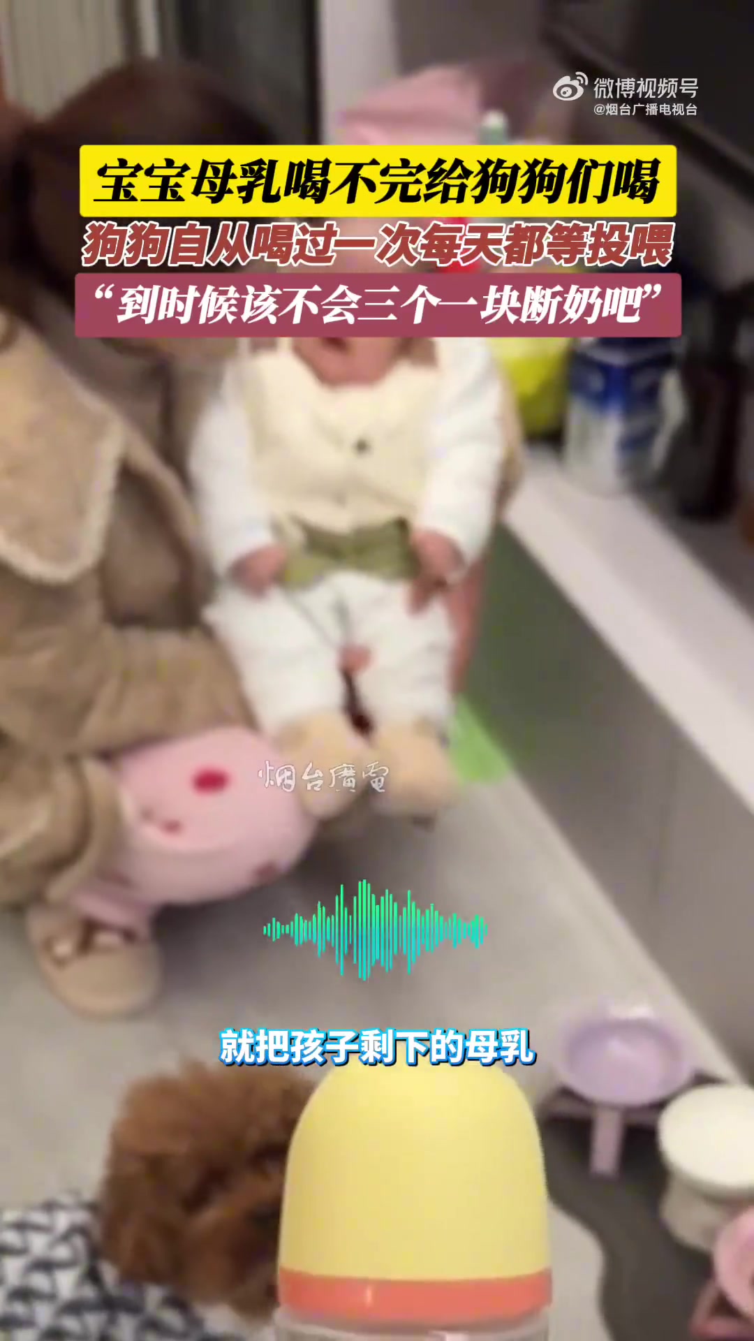 宝宝母乳喝不完给狗狗们喝，狗狗自从喝过一次每天都等投喂