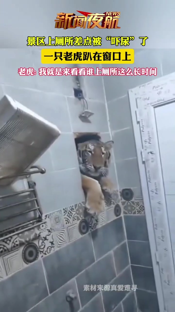 景区上厕所差点被“吓尿”了，一只老虎趴在窗口上！